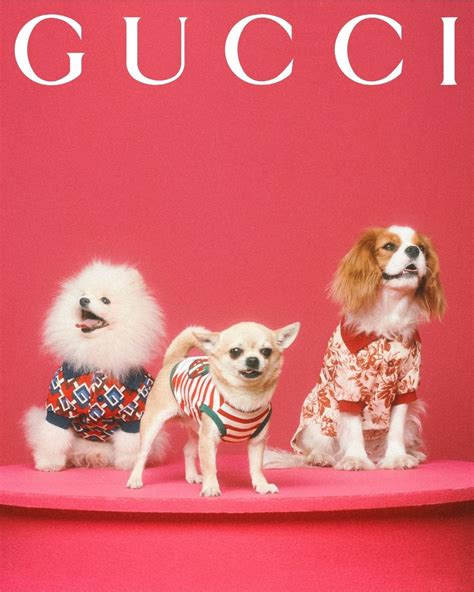 gucci pet collection youtube